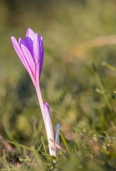 kvety jesene........