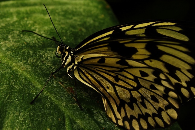 Botanicka záhrada