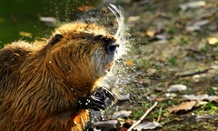 Nutria riečna.