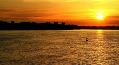 Západovka dunajská.