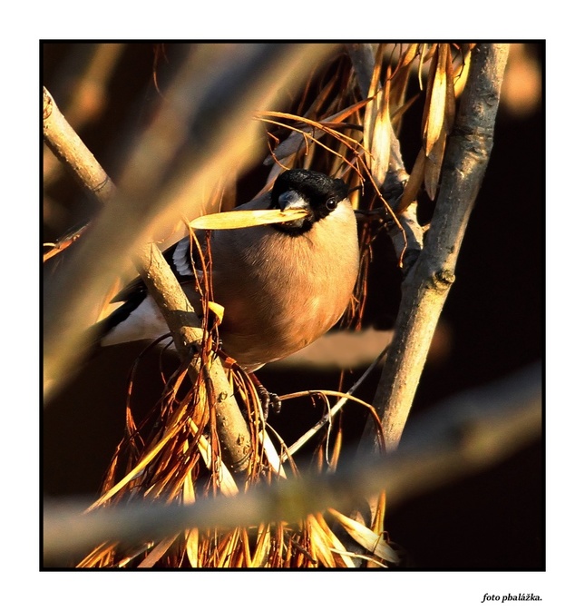 Samička hýla lesného.