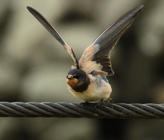 JÁ LETÍM PRVÁÁÁ....