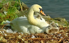 NAJLEPŠIE JE PRI MAME.