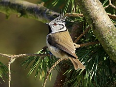 Sýkorka chochlatá.