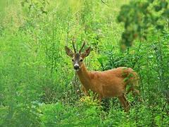 Srnec lesný.