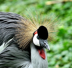 žeriav kralovsky.ZOO-Bojnice.