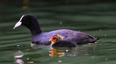 MALINKÁ LYSKA ČIERNA S MAMOU.