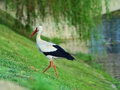 jeden bocian.
