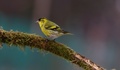 Stehlík čížik-Carduelis spinus.