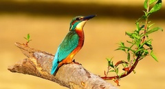 Rybárik riečny Alcedo atthis.