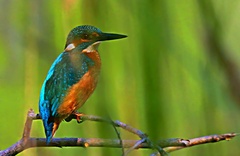 RYBÁRIK. V RÁKOSÍ.