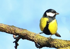 Sýkoriek nikdy nie je dosť.