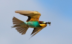 VČELÁRIK ZLATÝ Z ÚZLOVKOM.