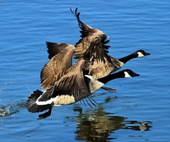 BERNIKLA BIELOLÍCA.