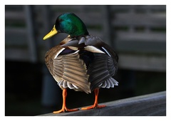 KAČERÍK NEMANDARÍNSKY.