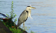 VOLAVKA POPLAVÁ.ARDEA CINEREA.