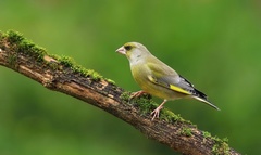 Zelienka obyčajná.