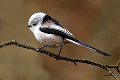 Mlynárka ešte jedna.