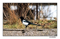 Straka čiernozobá.