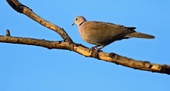 Hrdlička záhradná.