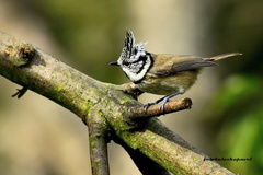 Sýkorka chocholatá.