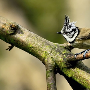Sýkorka chocholatá.