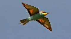 Včelárik zlatý. trénink na odlet