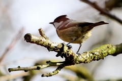 UHLIARKA CEZ KONÁRIK