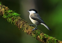 Sýkorka leskohlavá.