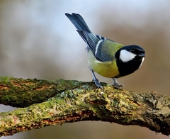 TOHTOROČNÁ DRUHÁ.