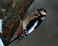 Ďateľ veľký-dendrocopos major.