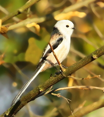 MLYNÁRKA DLHOCHVOSTÁ.