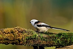 Mlynárka dlhochvostá.