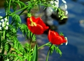 HOLANDSKÝ TULIP.