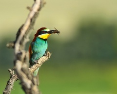Včelárik zlatý.merops apiaster.
