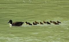 JEDENÁSTKA NAVÝLETE.