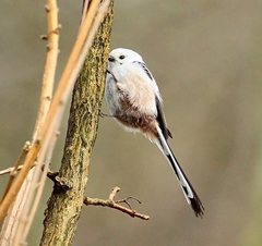 MLYNÁRKA DLHOCHVOSTÁ.