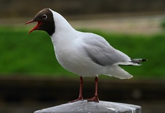 ČAJKA SMEJIVÁ-CHICHOTAVÁ.