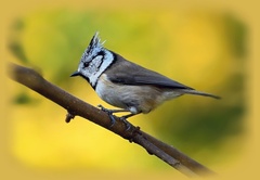 SÝKORKA CHOCHLATÁ.