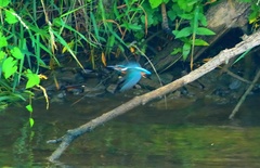Rybárik riečny Alcedo atthis.