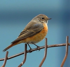 ČERVIENKA-SLAVÍK-ASI.