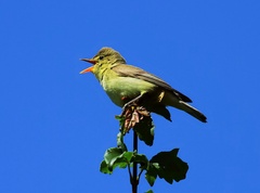 TRSTENIARIK