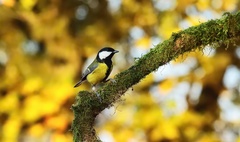 Sýkorka bielolíca.