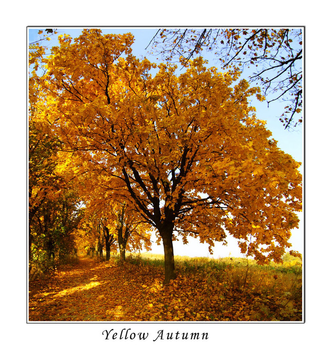 Žltá jeseň / Yellow autumn