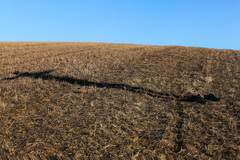 the cross shadow.