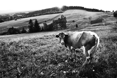 oravská kravička b&w