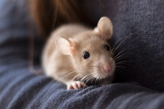 ratatouille