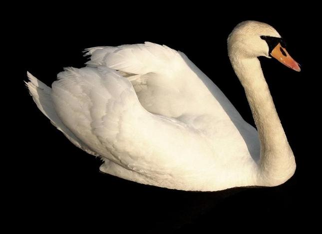 beauty of swan