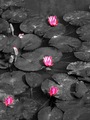 Water-lily