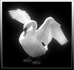 Angel B&W
